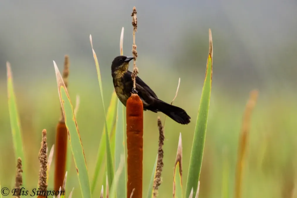 File:Unicoloured Blackbird (Agelasticus cyanopus) (Female).JPG