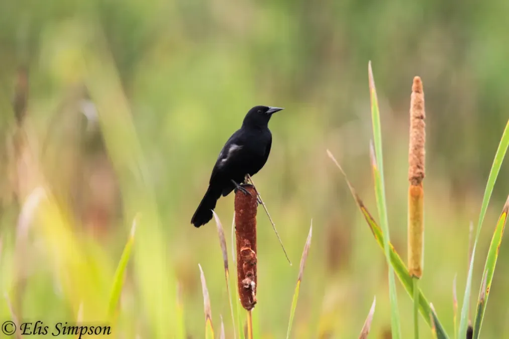 File:Unicoloured Blackbird (Agelasticus cyanopus) (Male).JPG