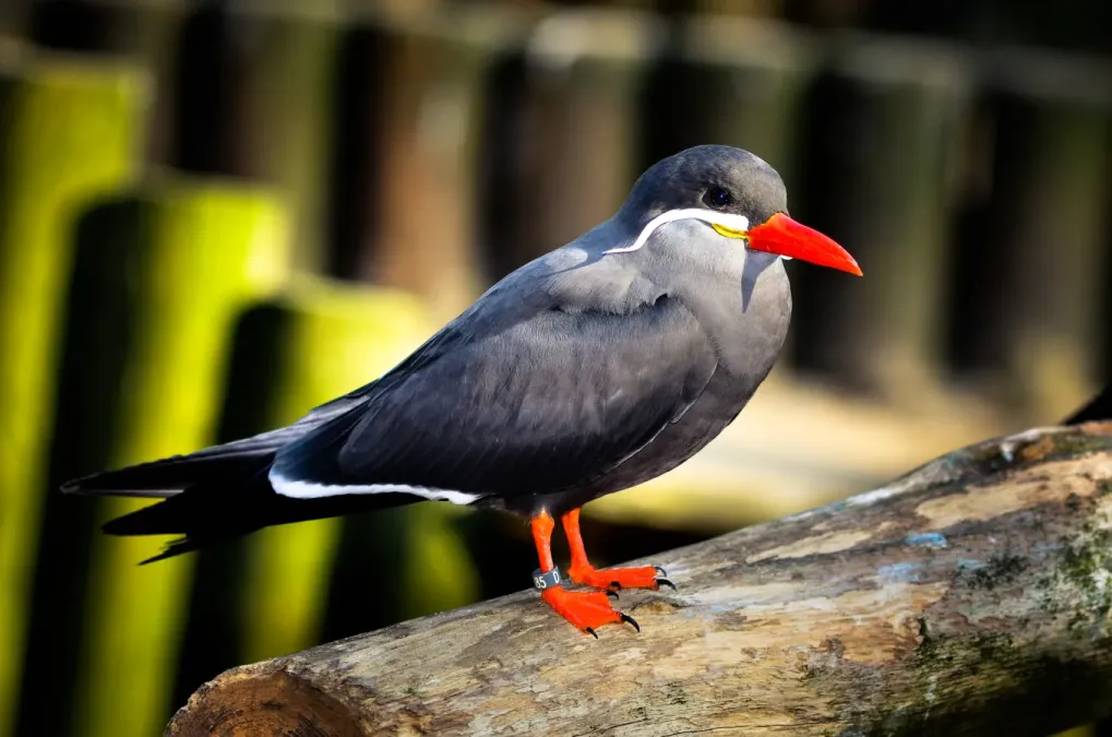 File:Larosterna inca (Inca Tern - Inkaseeschwalbe) Weltvogelpark Walsrode 2012-016.jpg