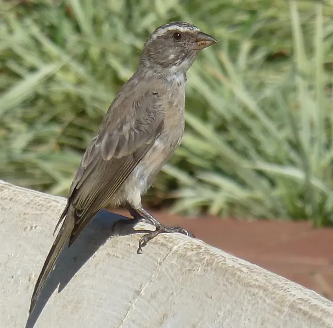 File:Crithagra gularis, Pretoria.jpg