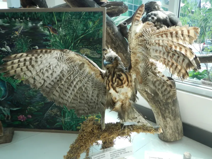 File:Taxidemied Philippine Hawk-Eagle - Nisaetus philippensis - Ninoy Aquino Parks & Wildlife Center.jpg