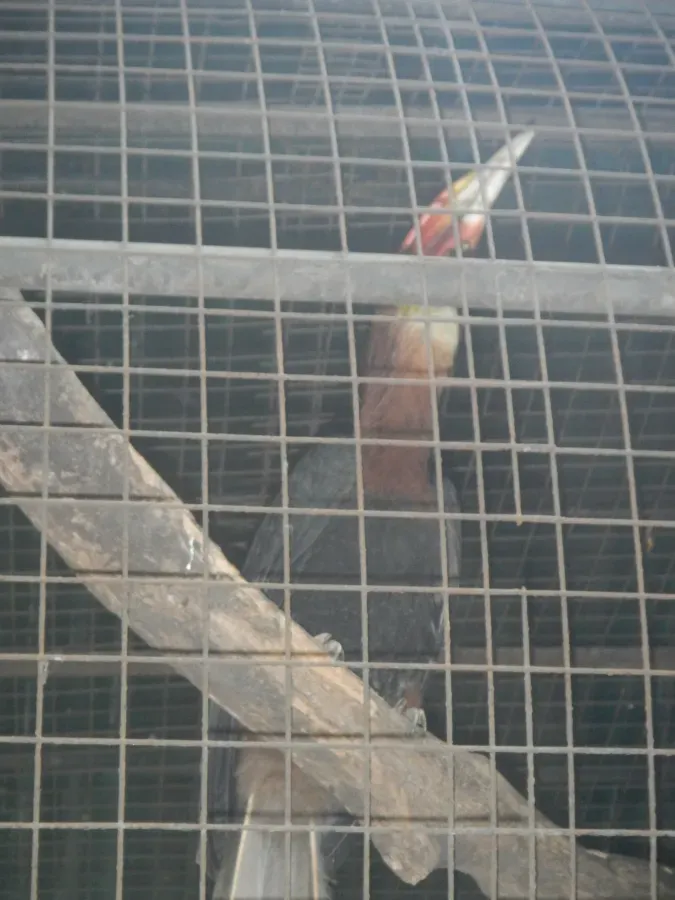 File:Rufous Hornbill - Buceros hydrocorax - Ninoy Aquino Parks & Wildlife Center 01.jpg