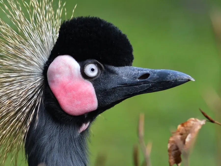 File:Balearica pavonina (Schwarzer Kronenkranich - Black Crowned Crane) - Weltvogelpark Walsrode 2012-03-120426 0208.jpg