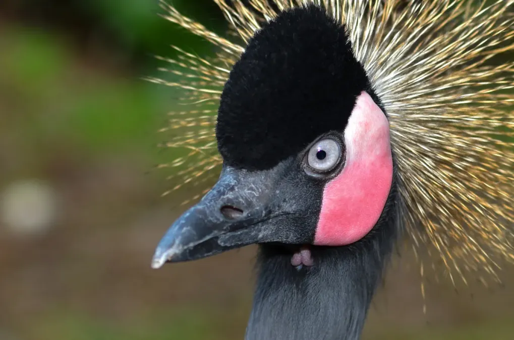 File:Balearica pavonina (Schwarzer Kronenkranich - Black Crowned Crane) - Weltvogelpark Walsrode 2012-05-120426 0216.jpg