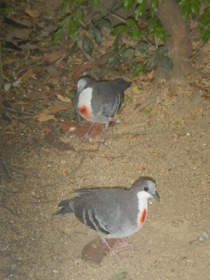 File:Luzon Bleeding-heart - Gallicolumba luzonica - Ninoy Aquino Parks & Wildlife Center 01.jpg