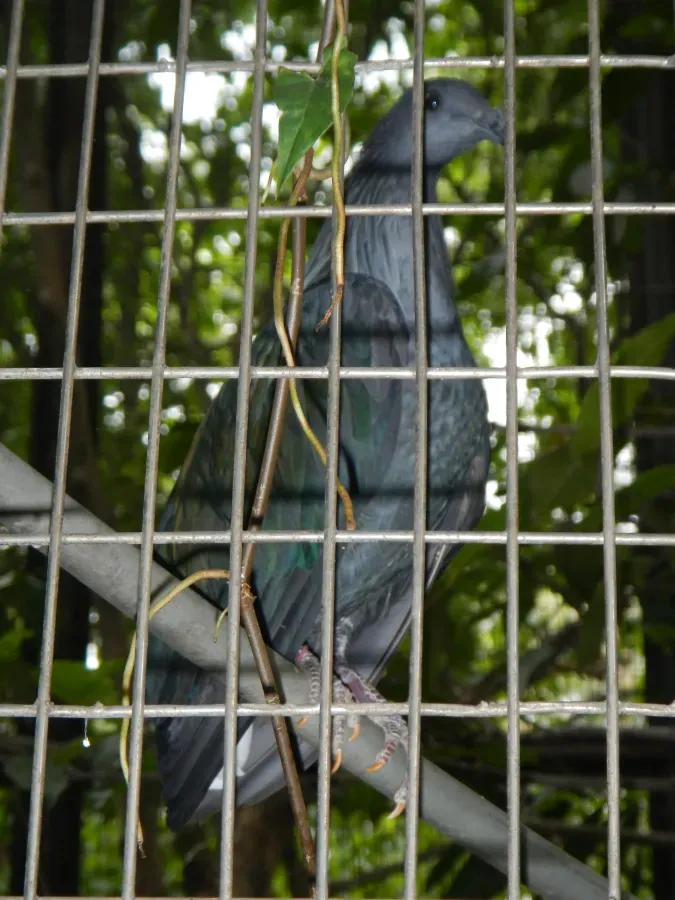 File:Grey Imperial Pigeon - Ducula pickeringii - Ninoy Aquino Parks & Wildlife Center 02.jpg