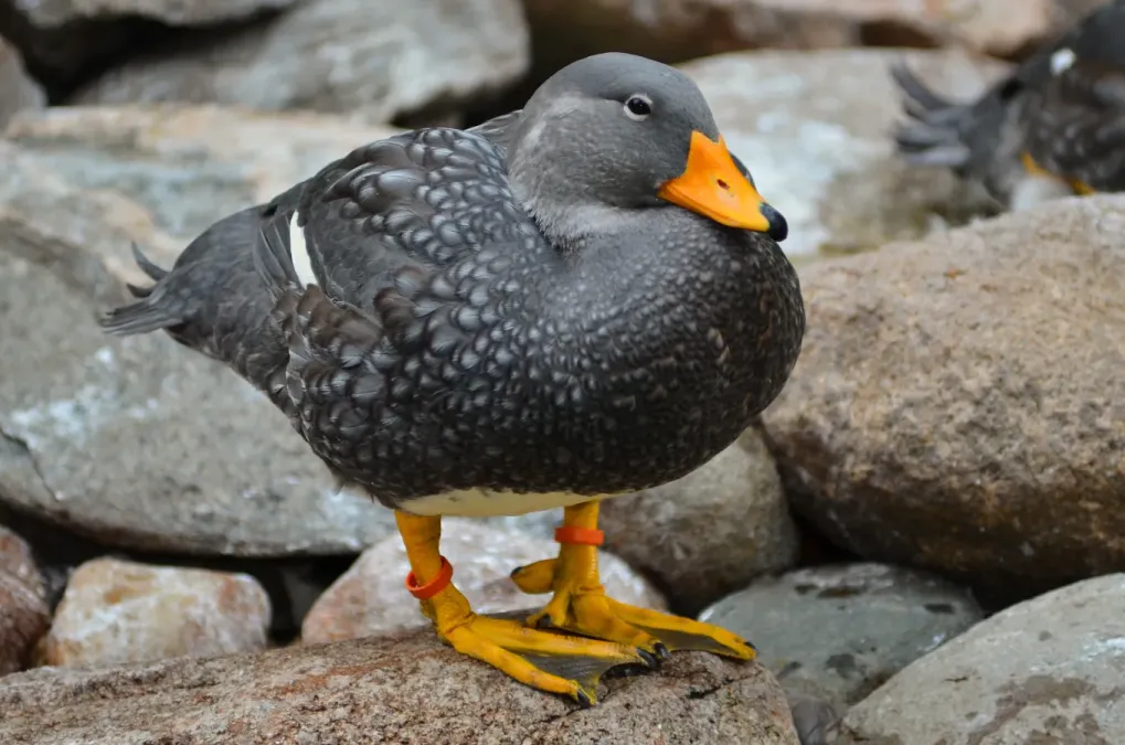 File:Tachyeres pteneres (Fuegian Steamer Duck - Magellan-Dampfschiffente) - Weltvogelpark Walsrode 2012-08.jpg