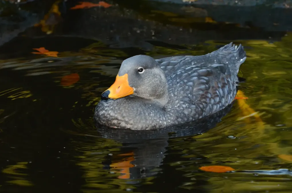 File:Tachyeres pteneres (Fuegian Steamer Duck - Magellan-Dampfschiffente) - Weltvogelpark Walsrode 2012-10.jpg
