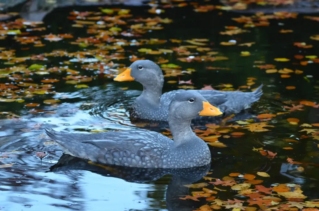File:Tachyeres pteneres (Fuegian Steamer Duck - Magellan-Dampfschiffente) - Weltvogelpark Walsrode 2012-15.jpg