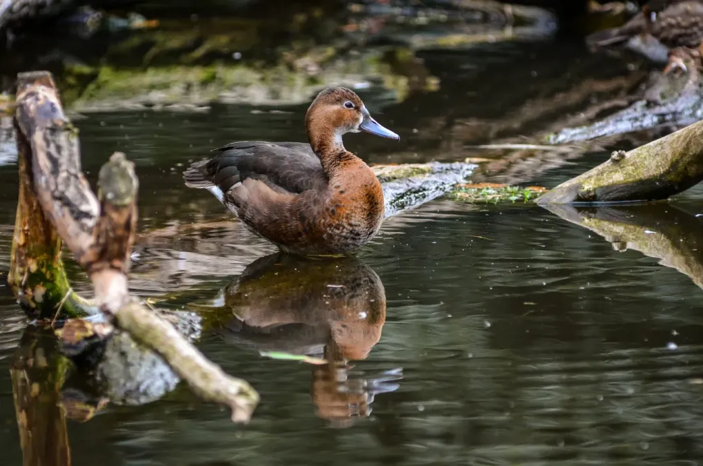 File:Netta peposaca (Rosy-billed Pochard - Peposakaente) - Weltvogelpark 2012-01.jpg