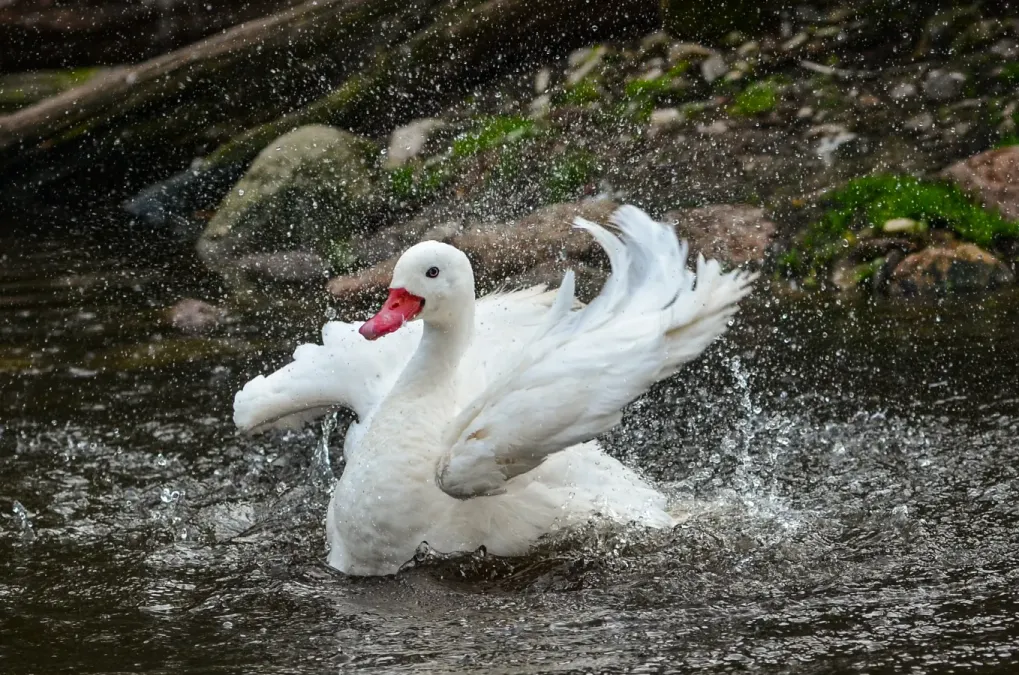 File:Coscoroba coscoroba (Coscoroba Swan - Koskorobaschwan) - Weltvogelpark 2012-01.jpg
