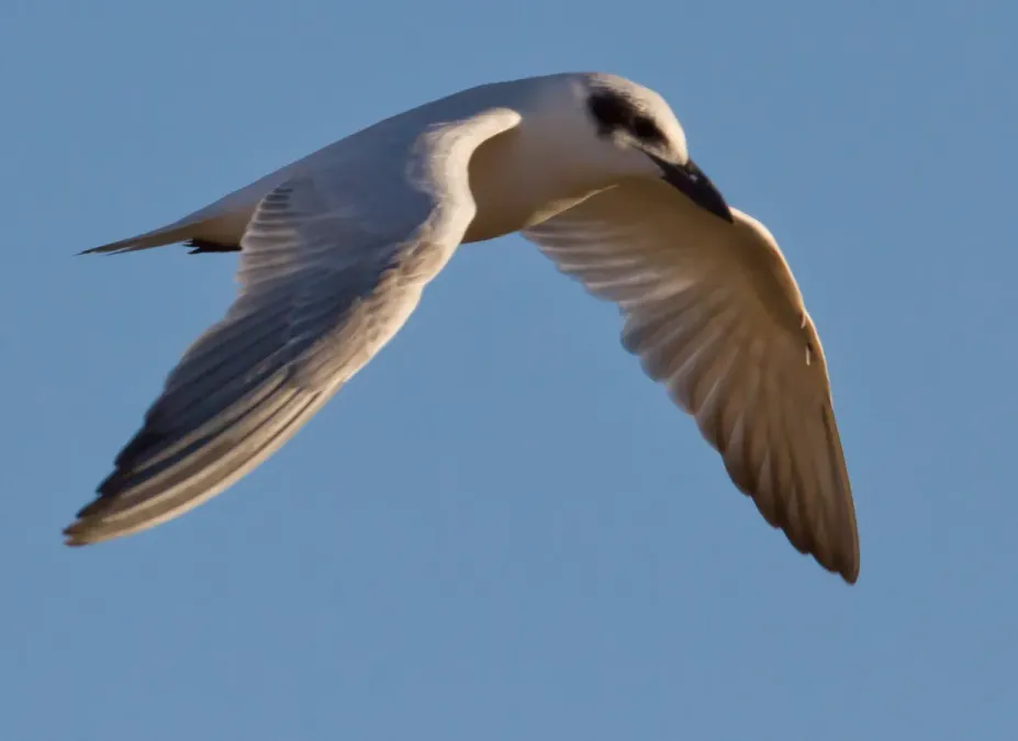 File:Gelochelidon macrotarsa, Karratha Western Australia 1.jpg