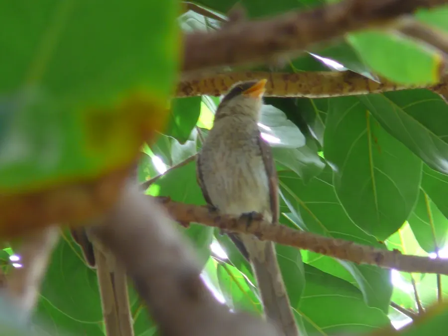 File:Corvinella corvina 0004.jpg