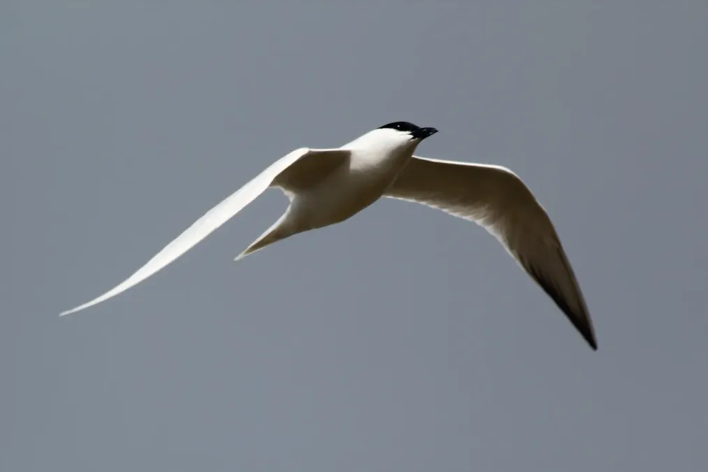 File:Gelochelidon macrotarsa, Geelong 1.jpg