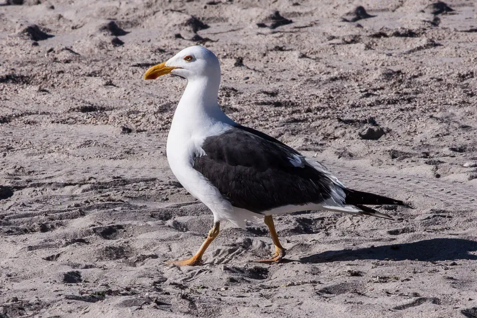File:Larus livens La Paz, Baja California 1.jpg