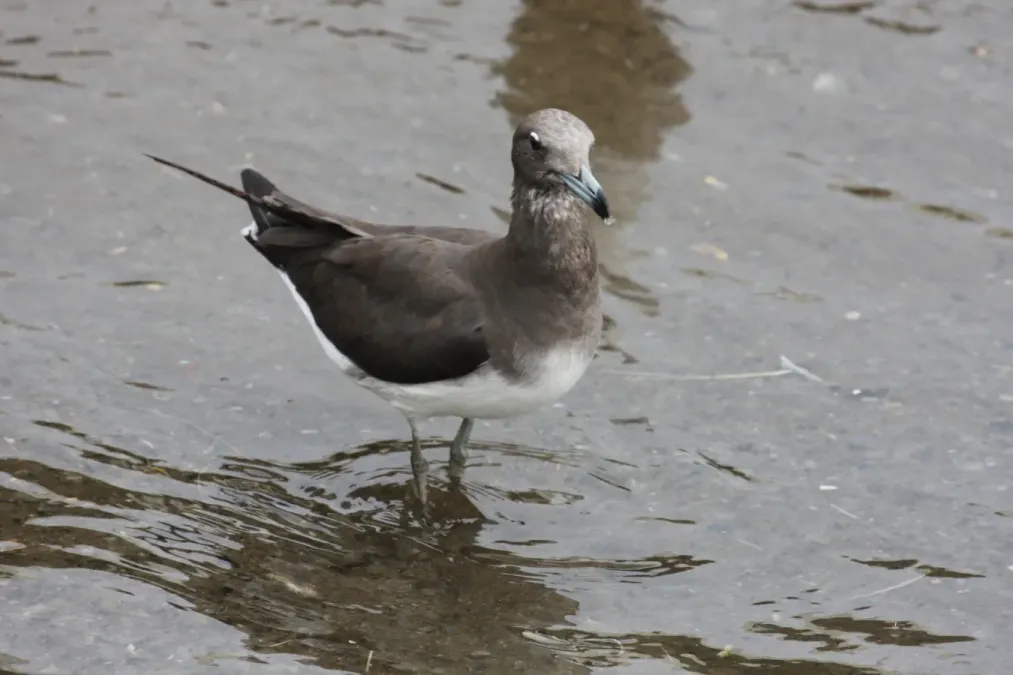 File:Ichthyaetus hemprichii Muscat, Oman 1.jpg