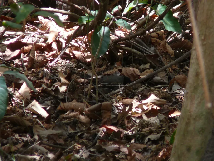 File:Turdoides reinwardtii 0002.jpg