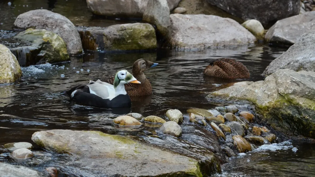 File:Somateria fischeri (Spectacled Eider - Plüschkopfente) - Weltvogelpark Walsrode 2012-41.jpg