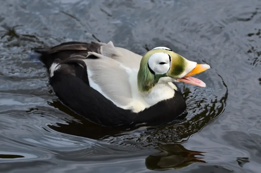 File:Somateria fischeri (Spectacled Eider - Plueschkopfente) - Weltvogelpark Walsrode 2012-33.jpg