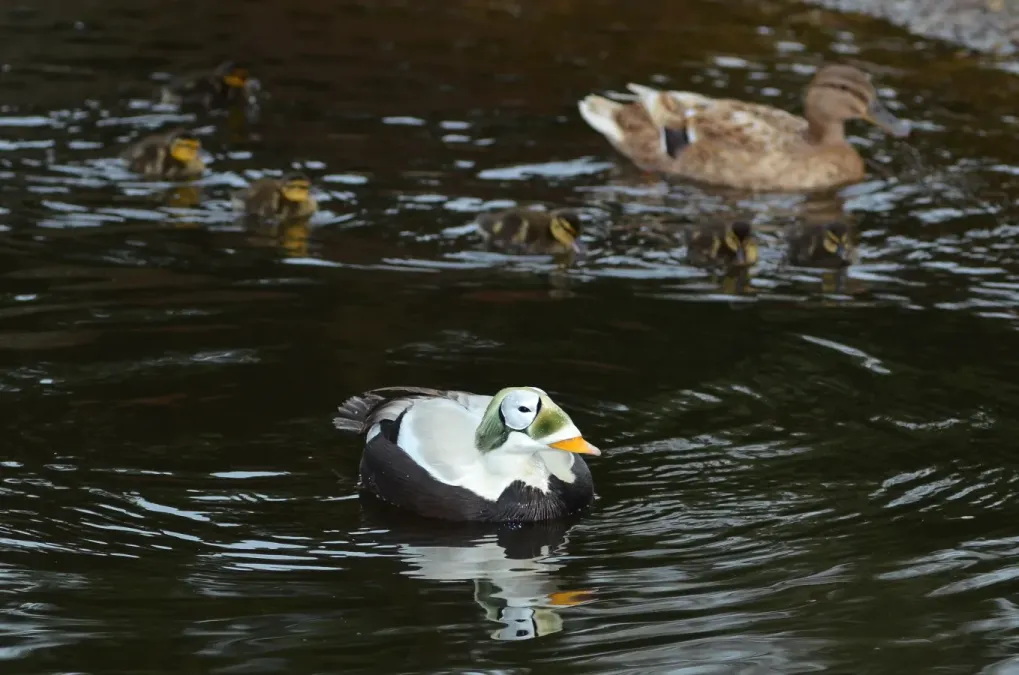 File:Somateria fischeri (Spectacled Eider - Plueschkopfente) - Weltvogelpark Walsrode 2012-37.jpg