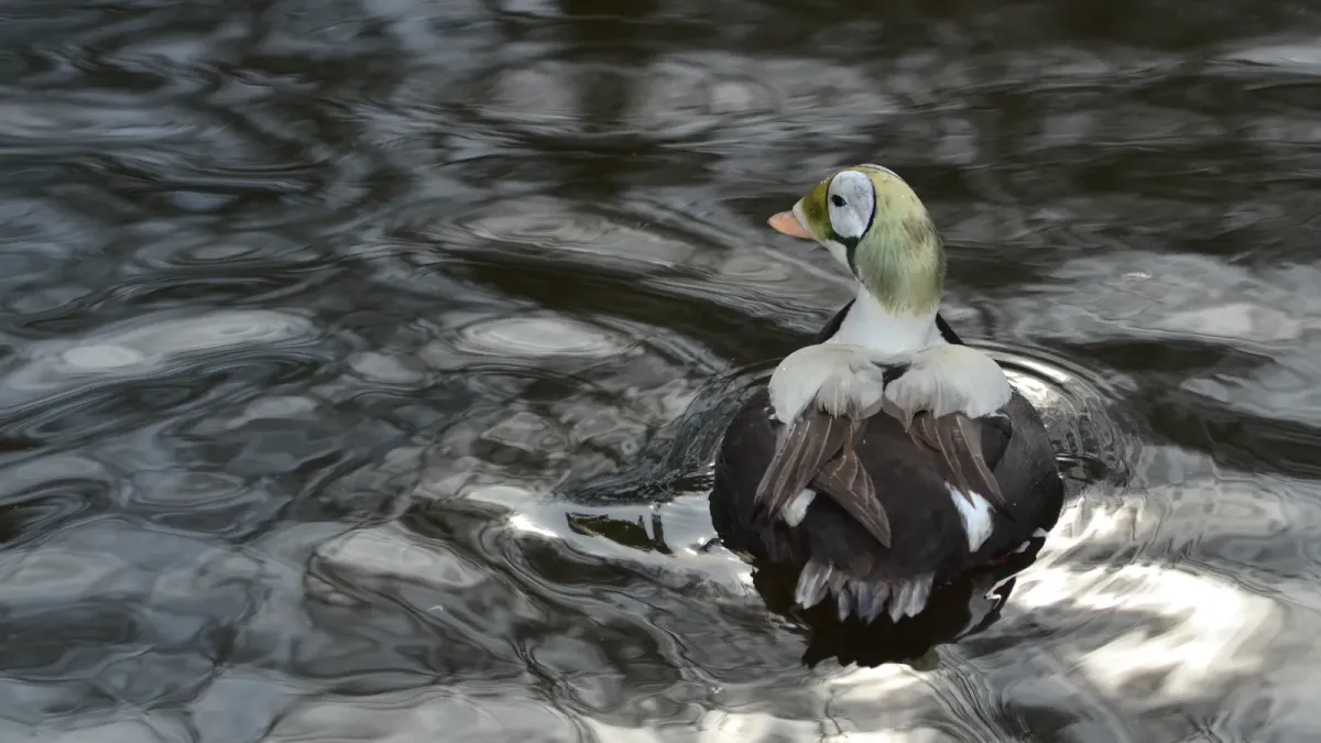 File:Somateria fischeri (Spectacled Eider - Plueschkopfente) - Weltvogelpark Walsrode 2012-40.jpg