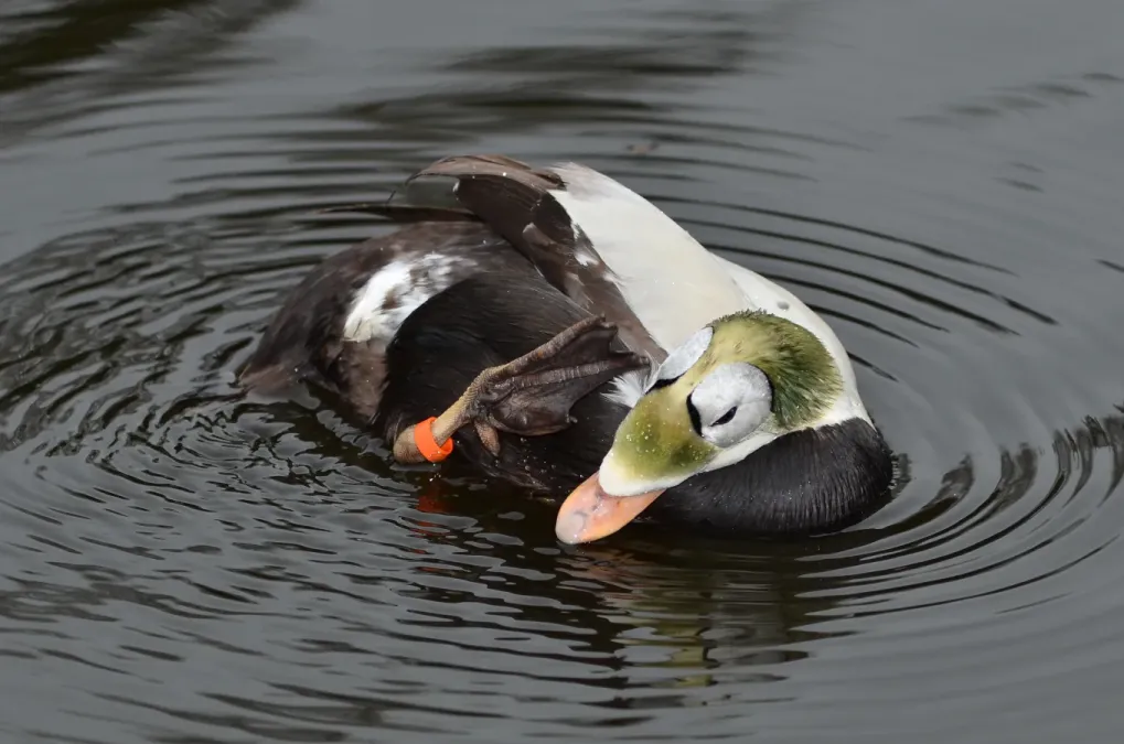 File:Somateria fischeri (Spectacled Eider - Plueschkopfente) - Weltvogelpark Walsrode 2012-45.jpg