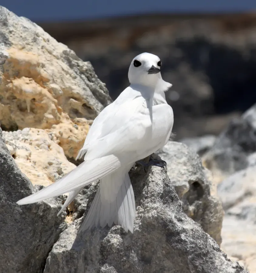 File:Gygis alba Ascension Island 1.jpg