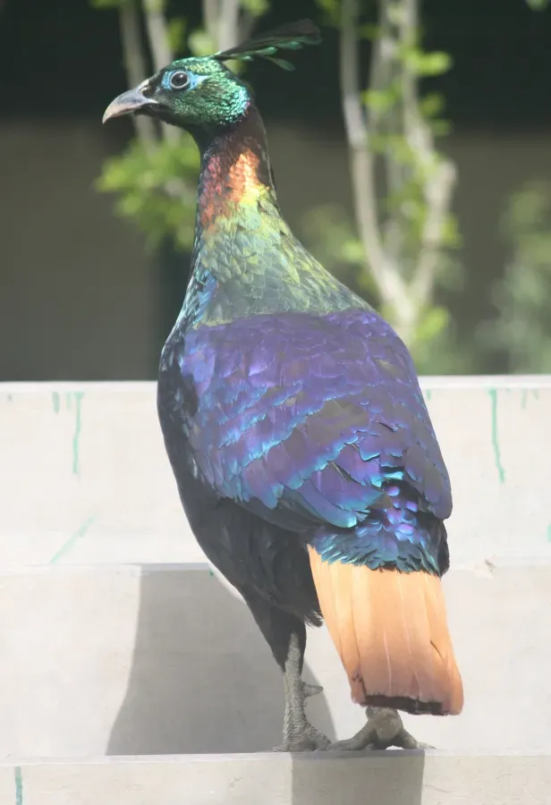 File:Lophophorus impejanus (Himalayan Monal).jpg