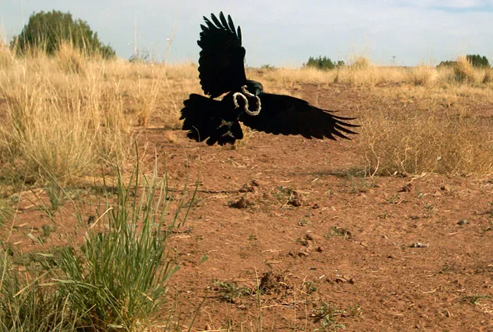 File:Corvus cryptoleucus snake.jpg