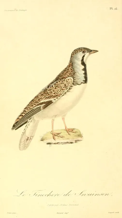 File:Thinocorus rumicivorus 1831.jpg