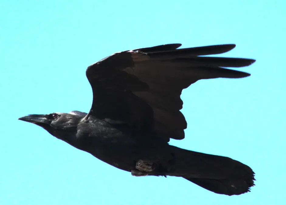 File:Corvus cryptoleucus flight side view.jpg