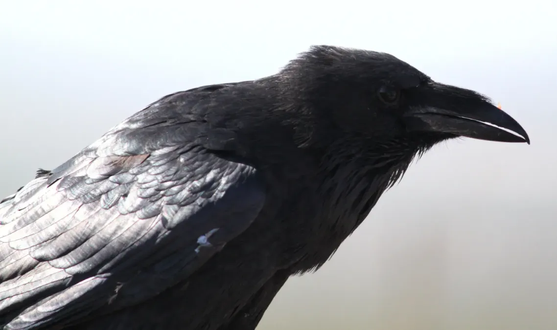 File:Corvus cryptoleucus head side view.jpg
