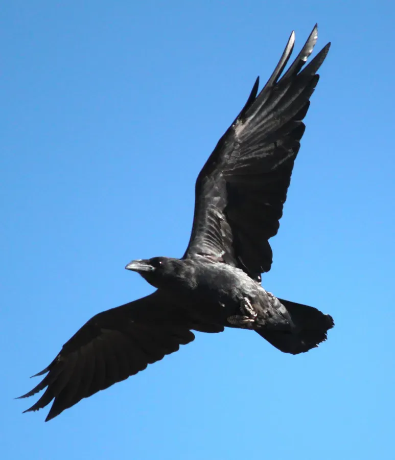 File:Corvus cryptoleucus flight bottom view 1.jpg