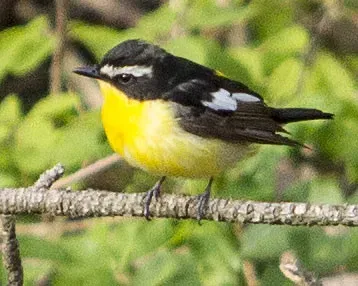 File:Male Yellow-rumped Flycatcher (Ficedula zanthopygia) Korea May 2012.jpg