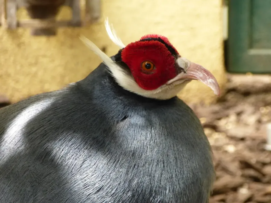 File:Crossoptilon auritum-Head-Lisbon 02.JPG