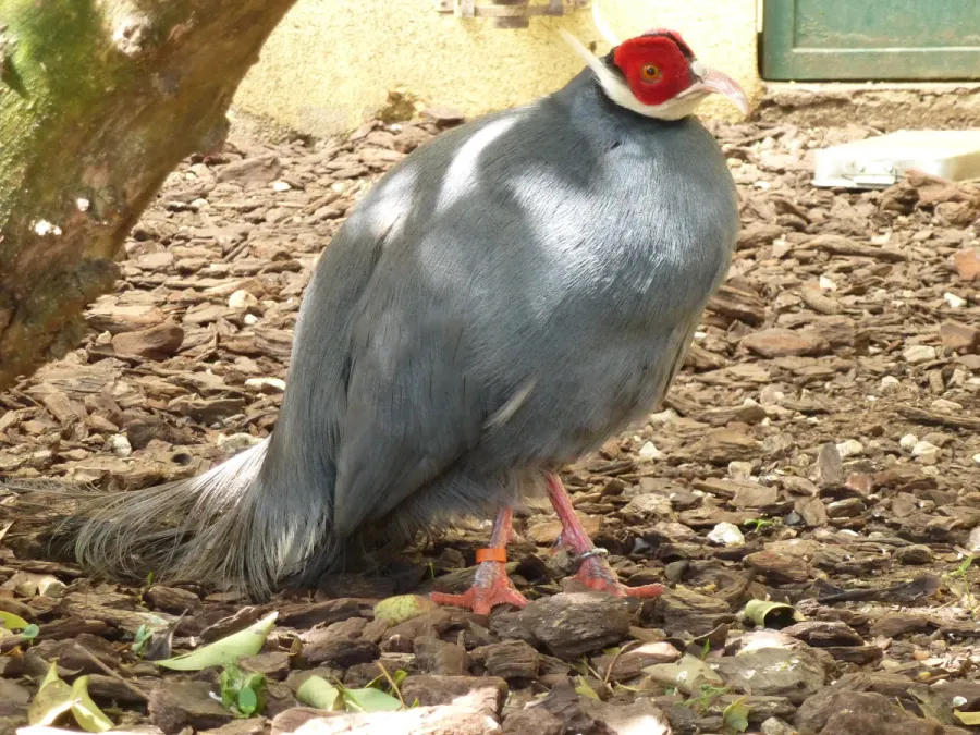 File:Crossoptilon auritum-Lisbon 01.JPG