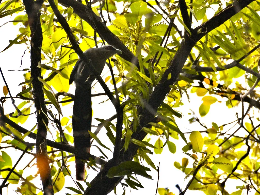 File:Large Green-billed Malkoha ( Phaenicophaeus tristis).jpg