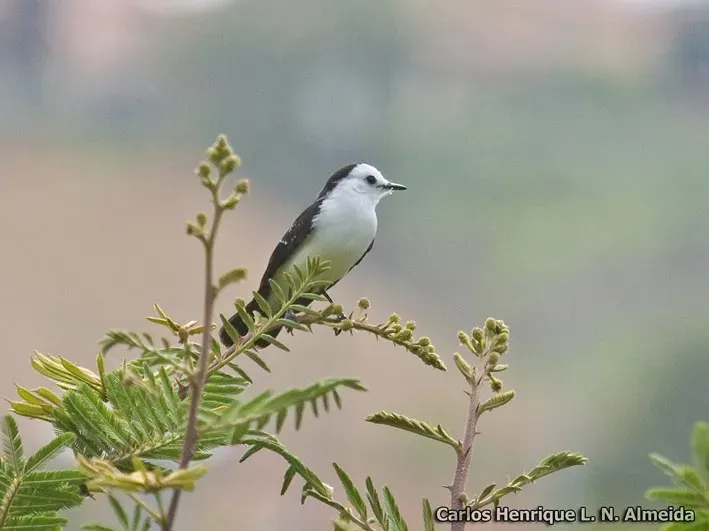 File:Fluvicola albiventer.jpeg