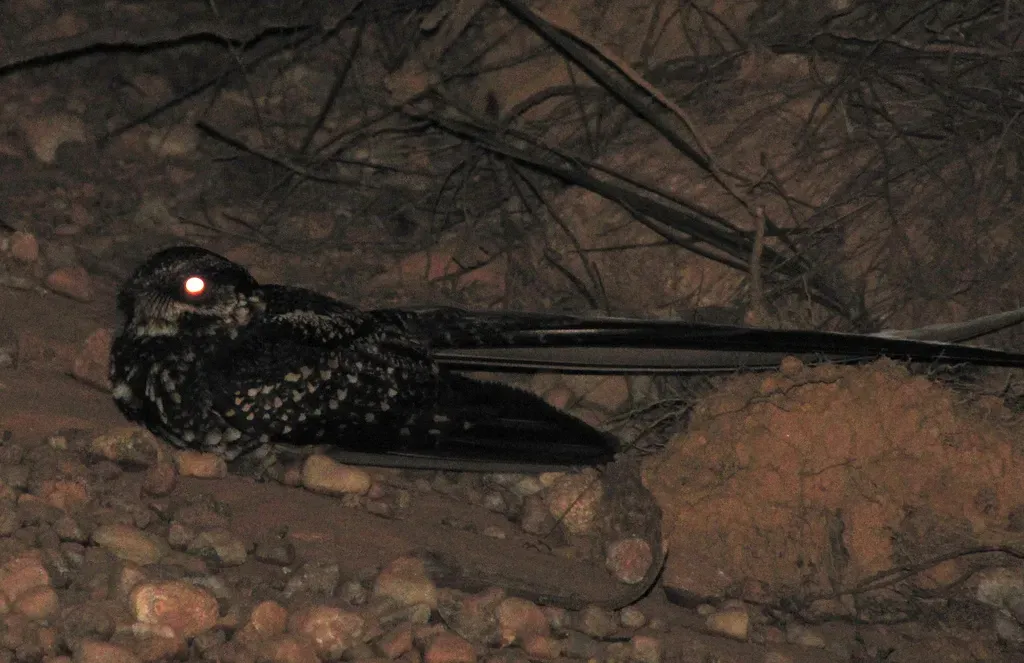 File:Macropsalis forcipata.jpg
