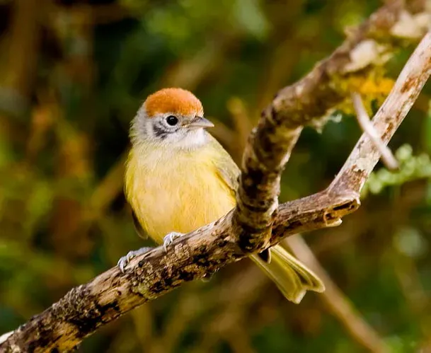 File:Hylophilus poicilotis.jpeg
