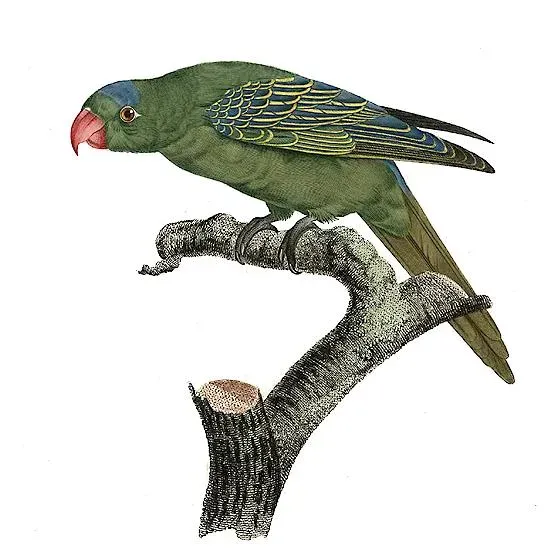 File:Tanygnathus lucionensis - Barraband.jpg