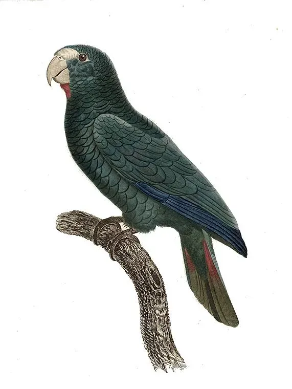 File:Amazona ventralis - Barraband.jpg