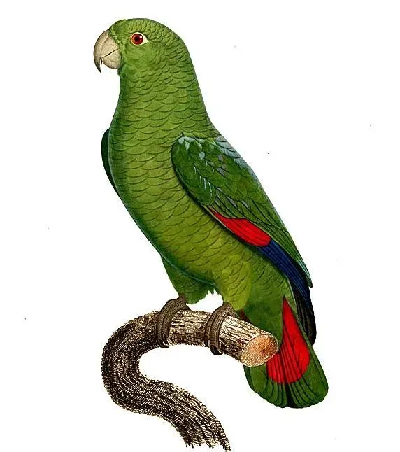 File:Amazona agilis - Barraband.jpg