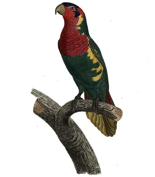 File:Trichoglossus ornatus - Barraband.jpg
