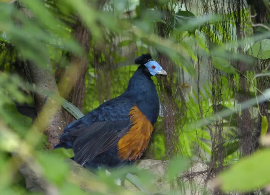 File:Feuerrückenfasan (Lophura ignita nobilis) 01.jpg
