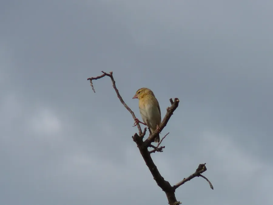 File:Euplectes franciscanus 0001.jpg