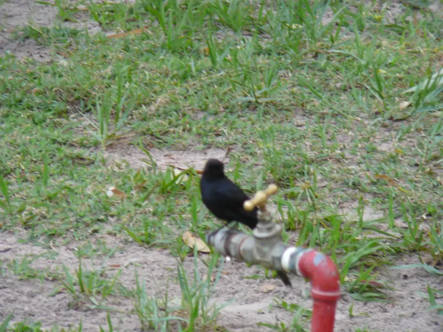 File:Melaenornis edolioides 0001.jpg