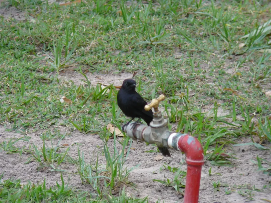 File:Melaenornis edolioides 0002.jpg