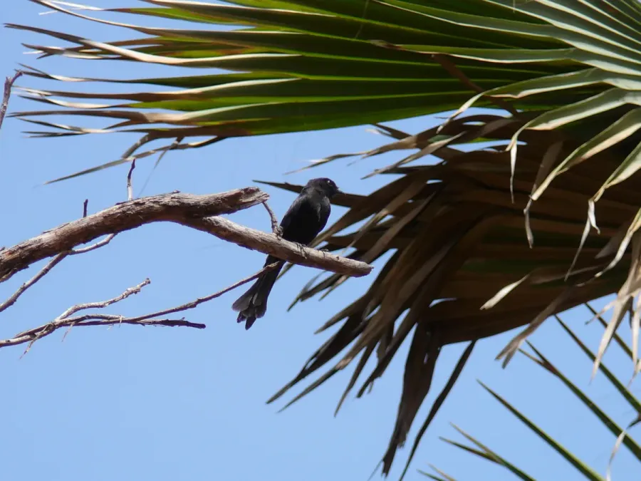 File:Melaenornis edolioides 0007.jpg