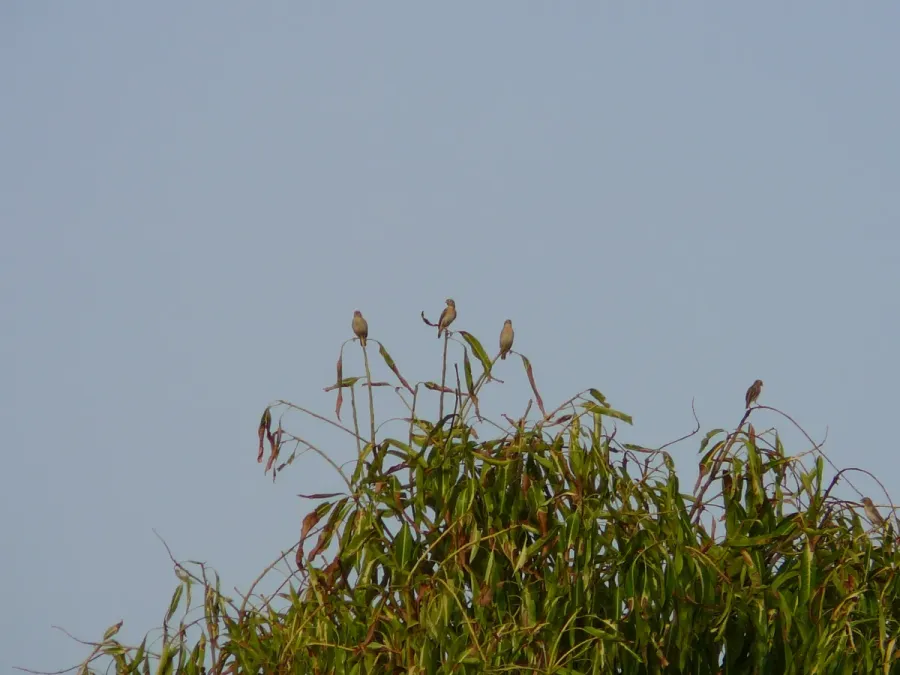 File:Euplectes franciscanus 0003.jpg